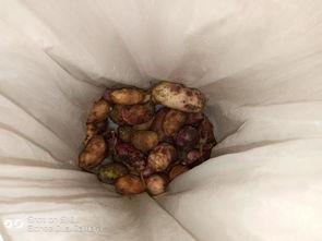 在农村吃八月瓜的视频,农村田园生活新体验