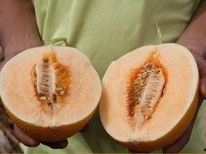 尿毒症吃蜜瓜好不好呢视频,食用指南揭秘