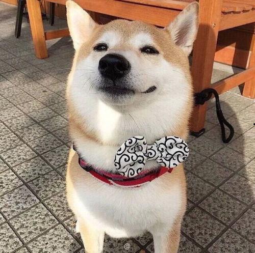 吃瓜柴犬动漫视频播放,动漫视频播放量飙升