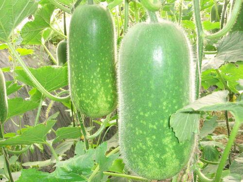 海南学姐吃瓜视频大全集,揭秘校园生活趣味瞬间