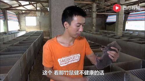 艺哥新闻吃瓜视频大全,揭秘娱乐圈吃瓜视频大全，带你领略明星幕后故事