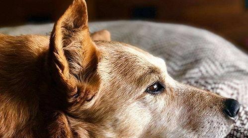 主人教狗吃瓜视频大全,趣味视频大盘点