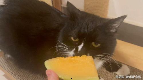 猫吃绿色哈密瓜好吗视频,健康美味两不误