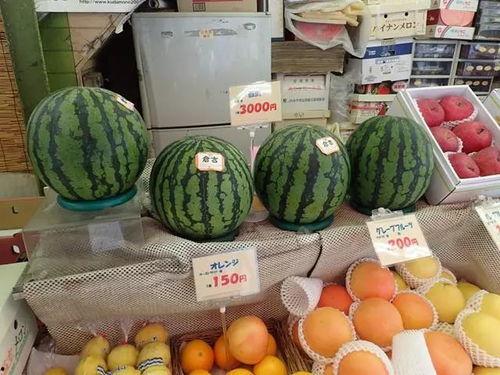 外国人吃酸瓜视频,外国友人的酸爽体验大揭秘