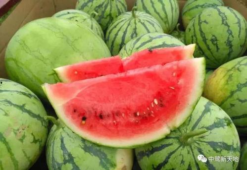 加拿大快速吃瓜视频,揭秘加拿大年轻人的生活日常