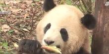 熊猫吃蜜瓜视频,蜜瓜盛宴大满足