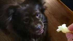吃瓜狗子视频,揭秘娱乐圈幕后趣闻