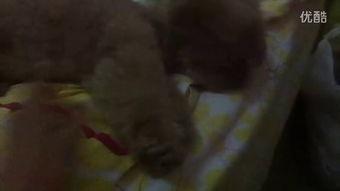 马奶奶吃瓜小视频大全,吃瓜小视频大全集锦