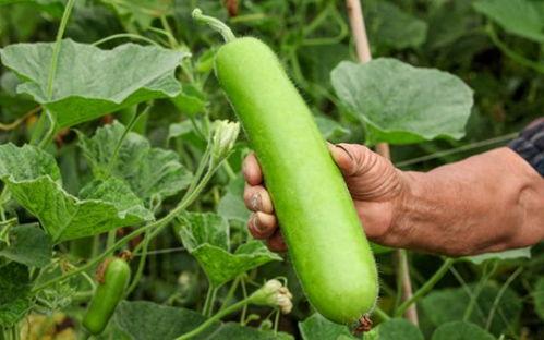 瓠瓜可以刷碗吃吗视频教程