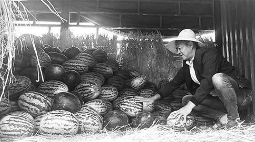 枣山吃瓜群众事件视频,一场网络围观下的社会现象解析