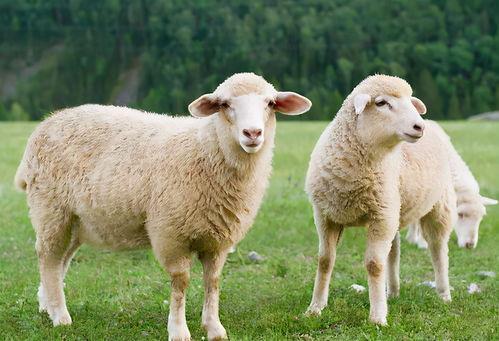 三只羊吃瓜合集视频,欢乐搞笑，笑料连连