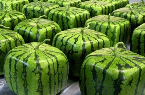 吃瓜视频在哪里,热门话题背后的故事与真相